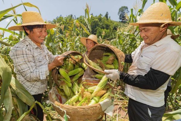 股票配资排名 秭归高山甜玉米：6小时锁鲜的富民密码