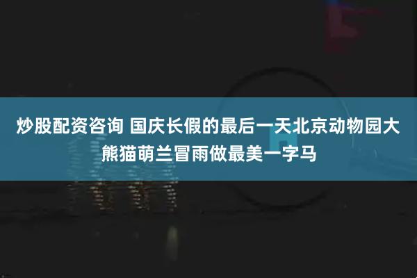炒股配资咨询 国庆长假的最后一天北京动物园大熊猫萌兰冒雨做最美一字马